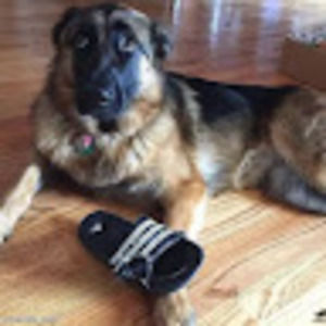 Meet your Posher, Phoebe